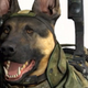 Illustration for article titled You Can Bark Orders to emCall of Duty/ems Happy Scrappy Hero Pup